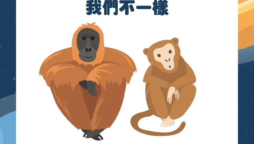 【毛球冷知識】我們不一樣！人類的近親你不能不知道「猩猩＋狒狒＋猴子＋猿」一次搞懂