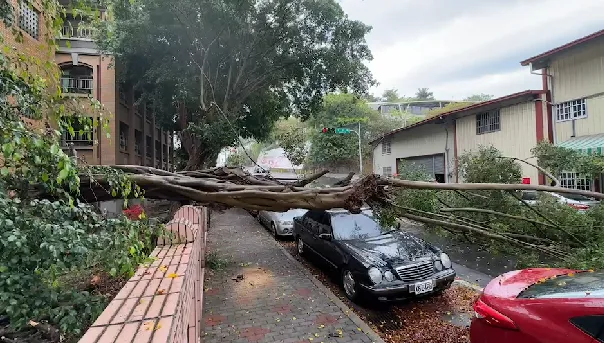 快訊/草屯國小榕樹塌！20m大樹橫躺「3車遭殃」　另一顆也在搖了