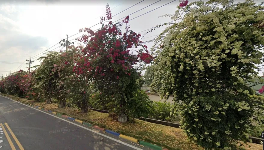 連假賞花趣/淡水紫藤雨有繽紛　田中九重葛粉橘花瀑超驚豔