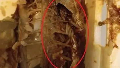 噁！孕婦齋戒月市集上買魚　魚肚內佈滿蛆蟲以為是「生米」吃下肚