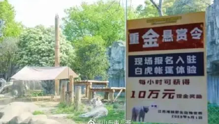 愚人節噱頭？募勇者「與虎同住」每小時給45萬　動物園緊急叫停