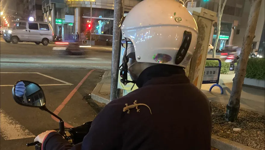 他揹著大壁虎遊車河！乍看以為是LOGO　網笑翻：行動捕蚊器