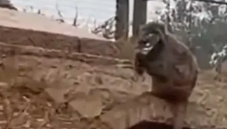女子到動物園遊玩手機卻被猴子撿走　打過去竟被掛電話還回撥給老公
