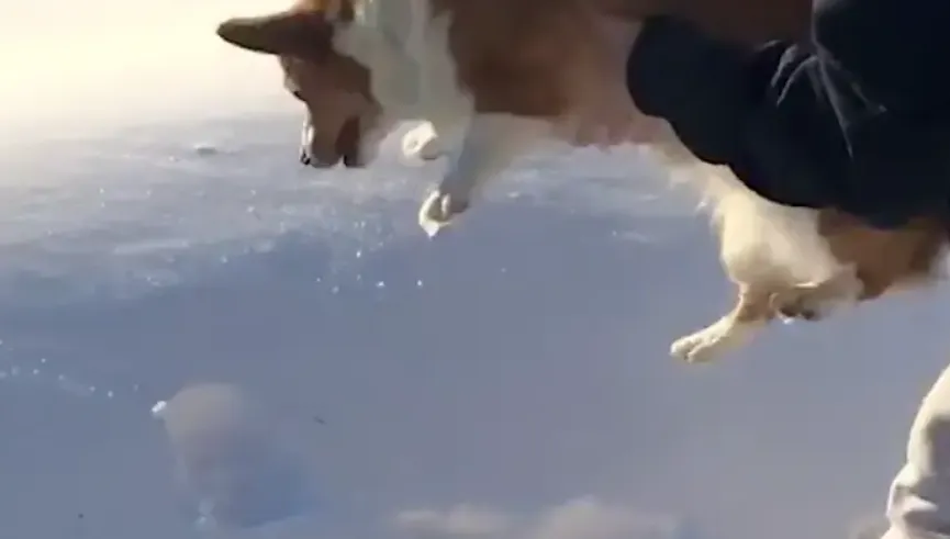 影/驚爆！柯基被飼主「萬里高空墜落」竟奇蹟生還…網傻眼：真的嚇歪