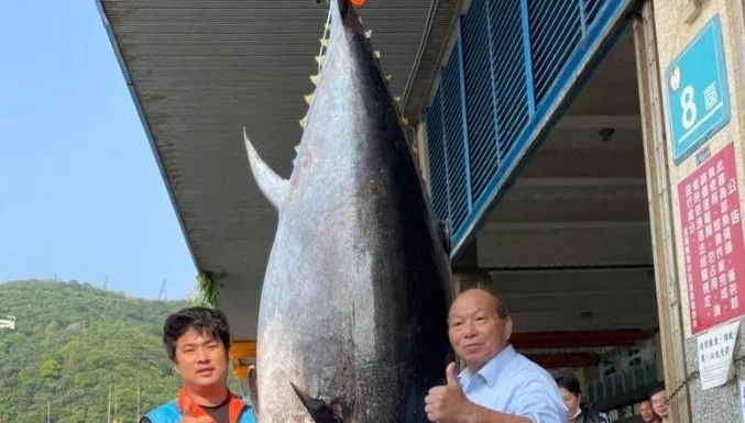 黑鮪魚季拉序幕！320kg「蘇澳第一鮪」進港　近10年最肥大