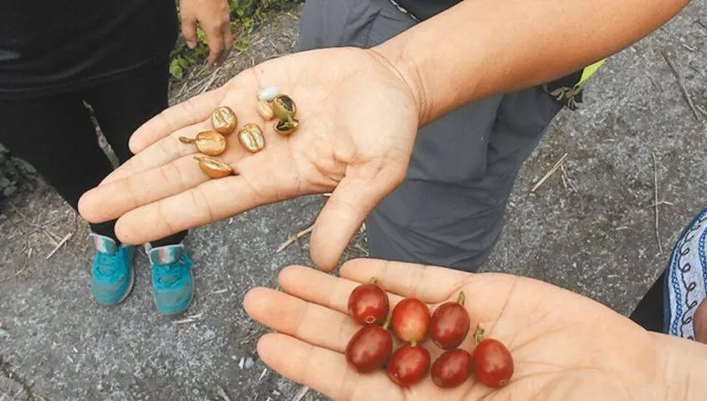 旱象持續嚴峻　台南載水救急幫山區果樹解渴
