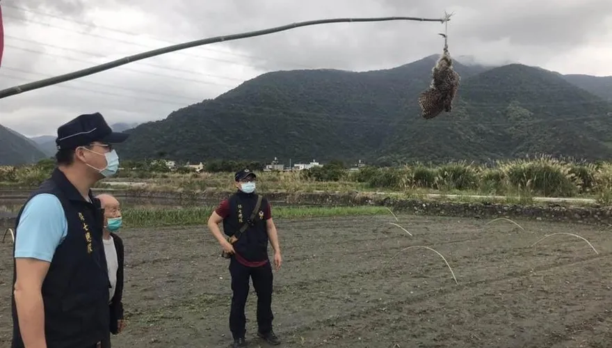 真的很冤！誤殺「環頸雉」還掛屍田中央立威　老農遭起訴也喊冤：「不知是保育的」