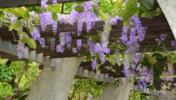 賞花不用跑山上！「錫葉藤」開花成30米紫色迴廊　古亭醉蝶花海芬芳入夏