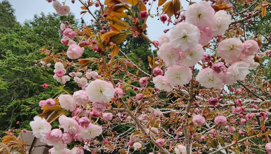 阿里山賞花注意！沼平往姊妹潭石板路4月19日施工　賞花春遊別走錯