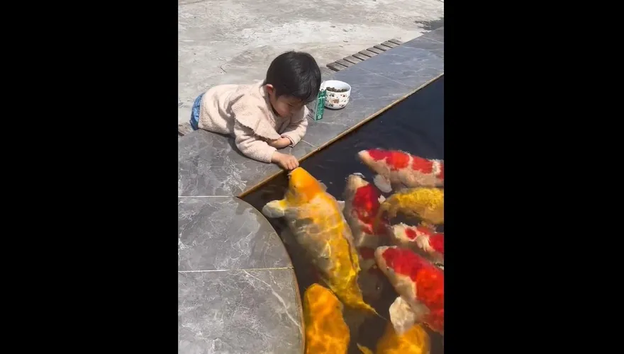 影/比人還大！萌娃趴池邊餵「豬錦鯉」吃飼料　網友驚：好怕小孩被吃手手