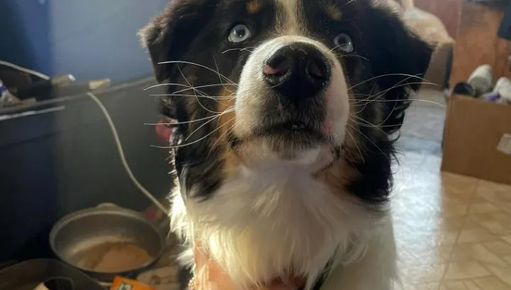 奇蹟！1歲牧羊犬失蹤1個多月　橫渡海峽「241公里外」鎮上被找到