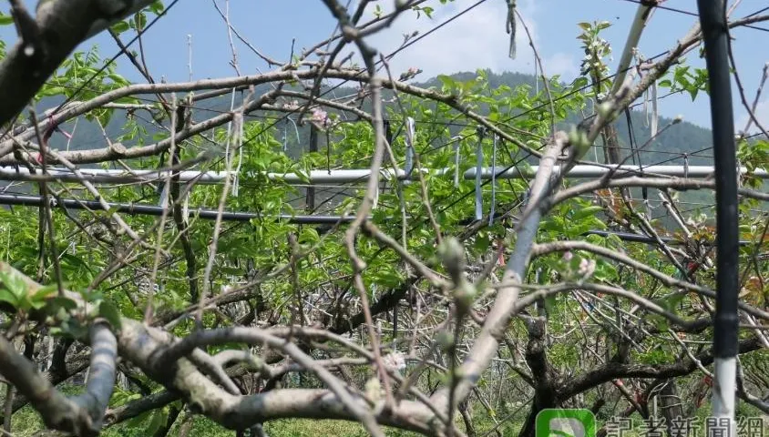 歹年冬！寒害又乾旱梨山梨子減產4成　茶葉乾枯損害2.8公頃
