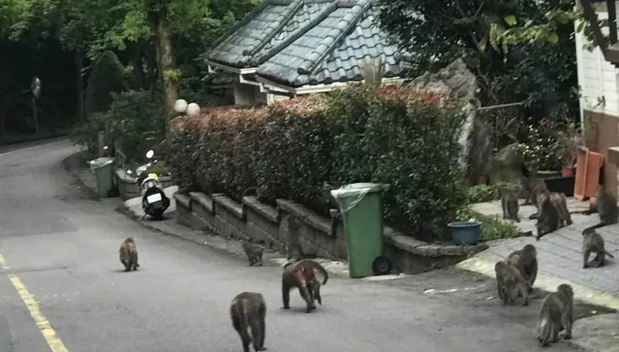 獼猴成群出沒汐止逛大街　動保處現身說法「如何趕猴」