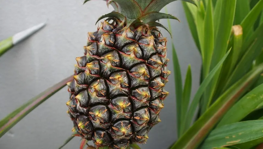 班班吃鳳梨！20校採購100噸鳳梨　農糧署做出回應