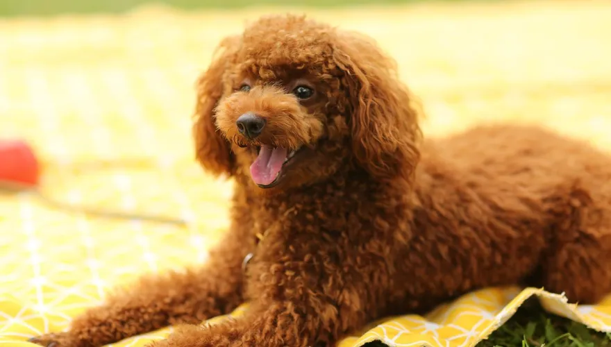 愛犬送寵物美容竟「舌頭少一截」　女子求償遭拒怒提告…店家回應了