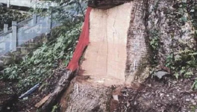 2600年神木「古楠木王」遭山老鼠盜採　法院只罰195萬…網友有意見了