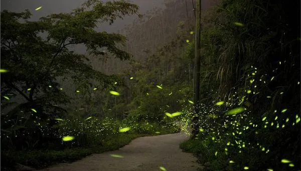 台南梅嶺賞螢季4/29開跑！奇幻「綠色星空」線上預約　一次看懂時間路線