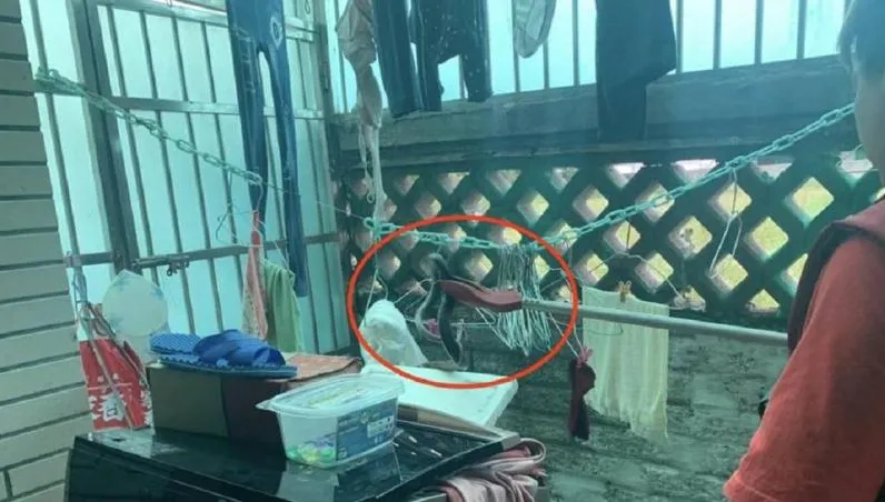 蛇出沒！新北樹林洗衣機竄出「2m眼鏡蛇」　屋主對眼嚇歪：以為死定了