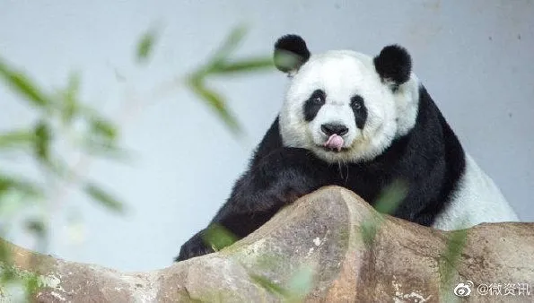 旅泰大貓熊「林惠」去世！得年21歲　生前曾被目擊鼻子出血、頸部有血跡