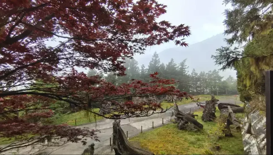 春天也能賞紅葉！宜蘭太平山森林遊樂區紫葉槭吐紅　紅葉美景持續到10月