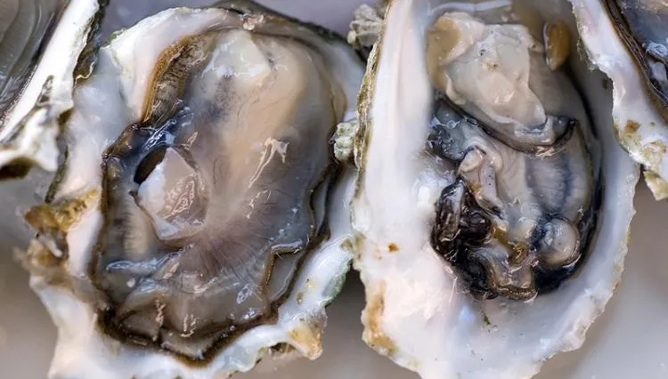 吃蚵仔能壯陽？蚵仔綠綠的有被汙染嗎？夏日吃鮮蚵必知！