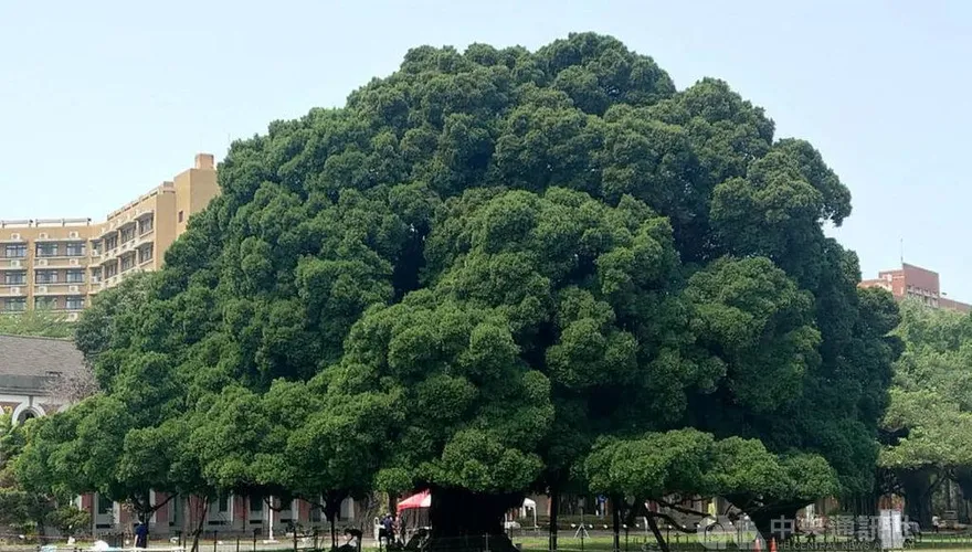 成大榕樹矗立滿100年！日治時期種下　今成台南人共同記憶