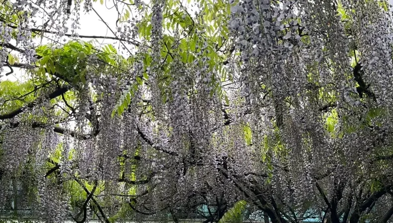宛若仙境！阿里山慈雲寺多花紫藤盛開　花期只剩最後10天