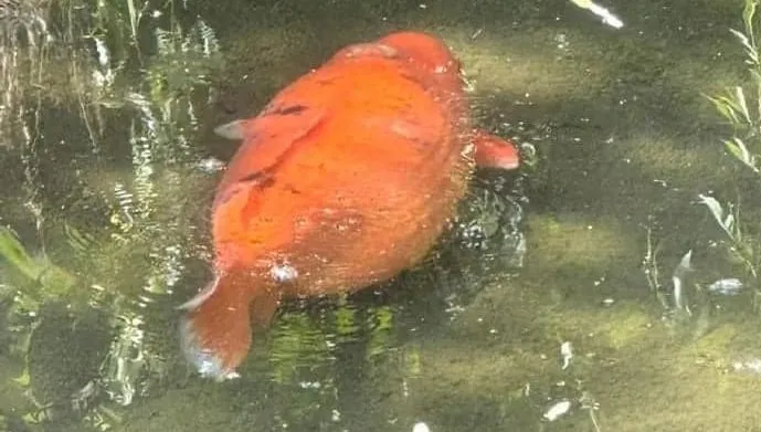 阿嬤養的？水池驚見「超肥鯉魚」　網笑翻：以為是木瓜