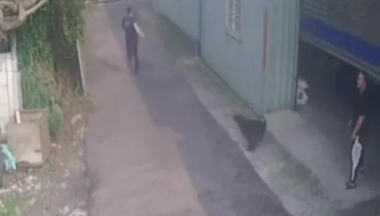 影/彰化警追酒駕男！小黑狗「神助攻」　飼主：晚餐加雞腿