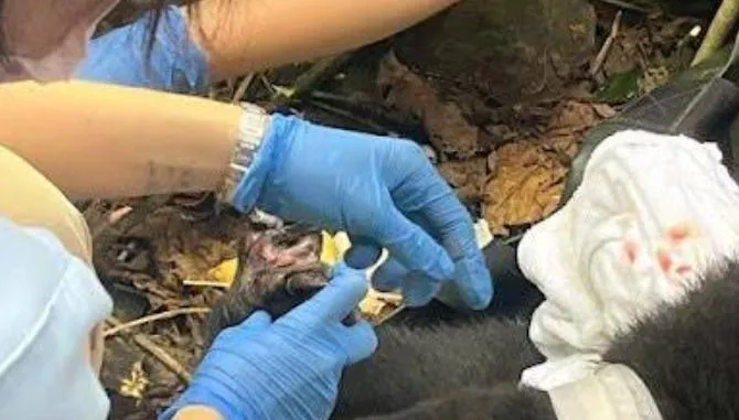佈陷阱獵捕太黑心？2歲台灣黑熊誤觸套索　緊急截指保命將照養1個月再野放