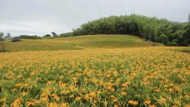 母親節賞花趣/彰化虎山巖3萬株金針花海盛放！5/14開到最美