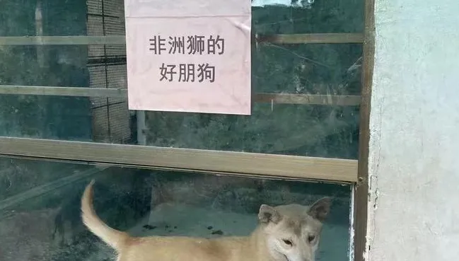 差很大！進動物園見非洲獅的「好朋狗」　男子氣炸要園方「給個說法」