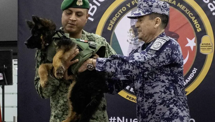 影/墨國搜救犬地震搜救中殉職　土耳其致贈德牧幼犬以表感激