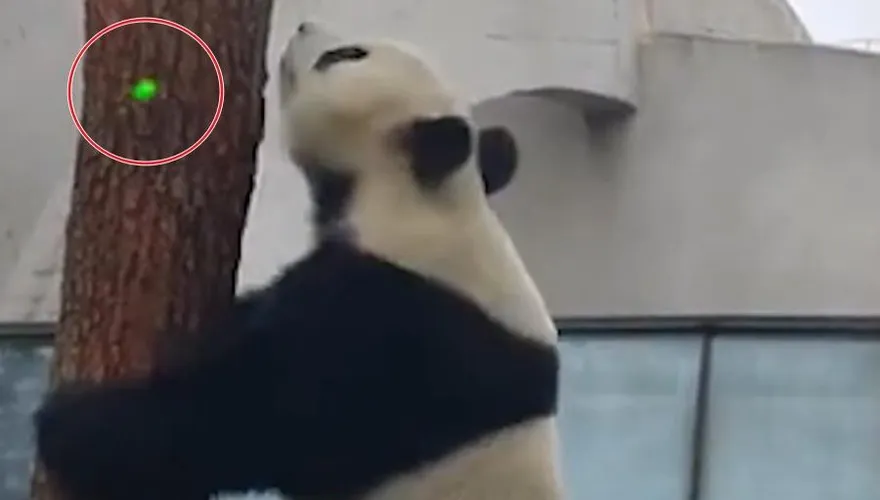 影/遊客雷射筆亂照大貓熊　網友拳頭硬：抓到對他臉上照一天
