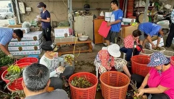母親節前夕！玉荷包量少1公斤飆700元　恆春警防宵小啟動「護荔專案」