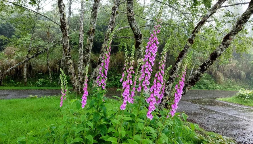 母親節賞花趣／「全株有毒」賞花別伸手！太平山「仙女手套」繽紛綻放正當時　紅粉點綴綠意間