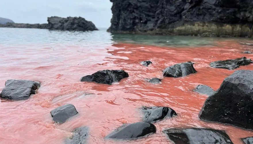 非水污染！澎湖珊瑚寶寶大爆發染粉紅海　遊客親睹「驚喜不已」