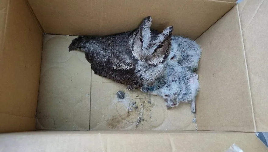 清理抽油煙機竟清出1大4小貓頭鷹　新北動保處樹上架巢箱幫換新家