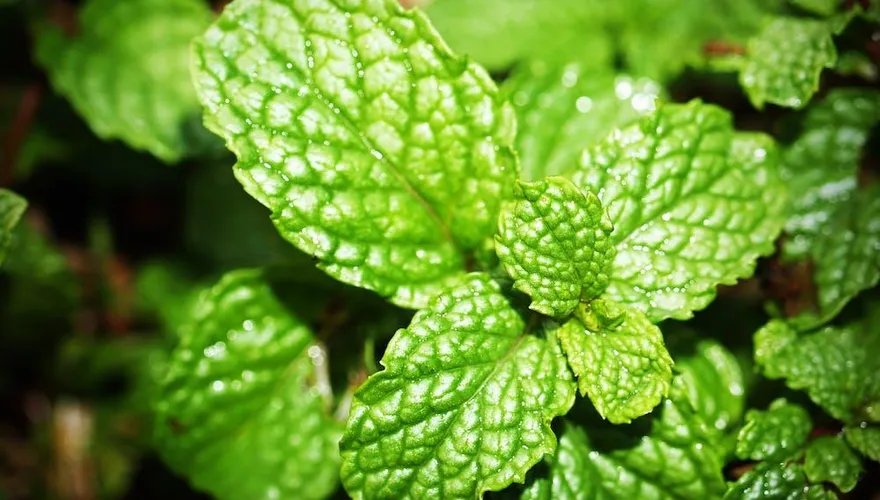 薄荷醒腦有依據 失智症小鼠吸入薄荷醇可改善認知能力