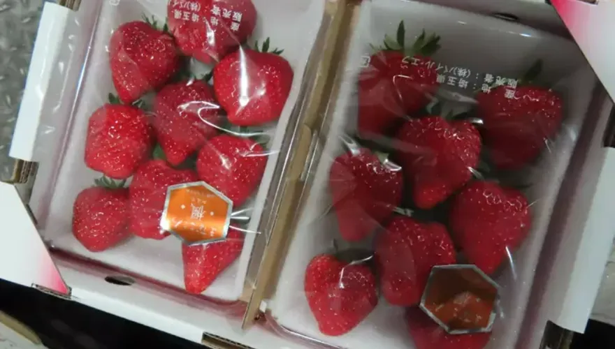 日本草莓殘留農藥超標！180公斤全銷毀　這產品加工業染料也被退