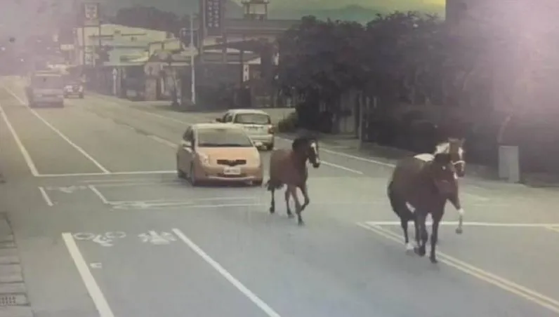 架！架！花蓮「3匹馬」大馬路快樂狂奔　民宿飼主接罰單