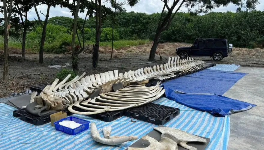 台灣首見藍鯨！3年前遭尼龍繩纏死在台東　碎骨花3年修復見世