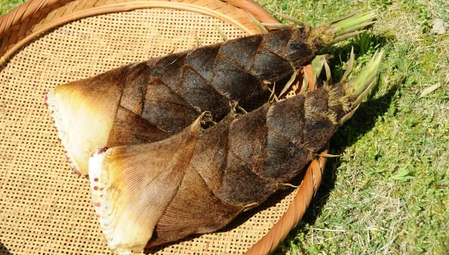 吃了要人命！毒物專家曝生吃「4種蔬菜」恐致命　竹筍、馬鈴薯都中