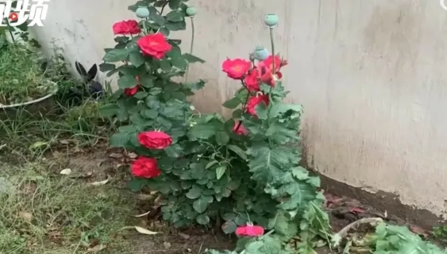 影/聽信偏方！社區偷種72棵罌粟為老伴治病　大媽恐被拘留15天