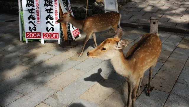 影/奈良鹿「鞠躬次數」銳減　日本研究：受新冠疫情「遊客變少」影響