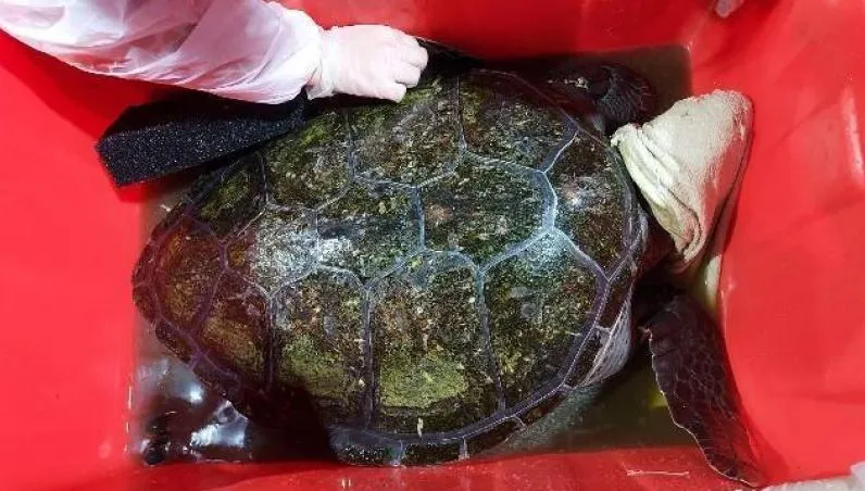 貢寮水產工廠偷養綠蠵龜「全身長青苔」 　飼主可重罰百萬