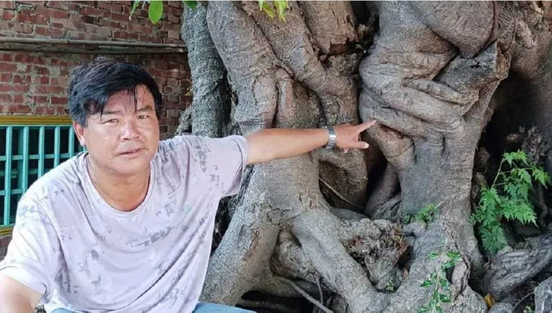 300歲樹公「臭臉變慈祥」！雲林「人面雀榕」成景點　信眾：人多心情好