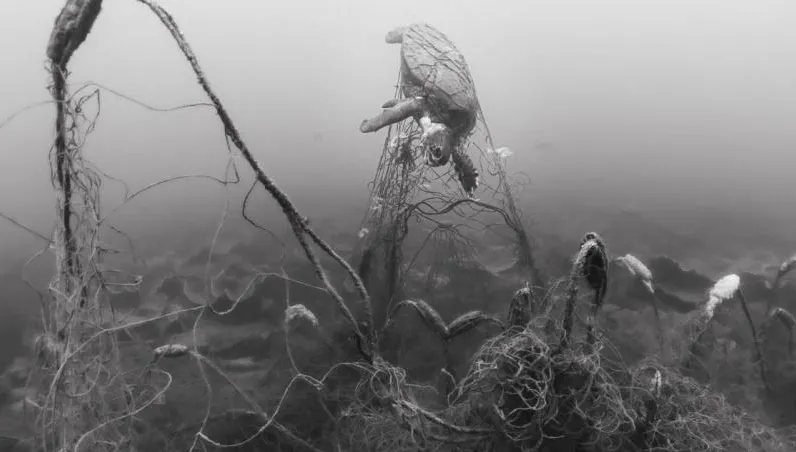 驚悚畫面曝！廢棄網上滿滿死魚和保育龜　動團籲刺網退出3海浬