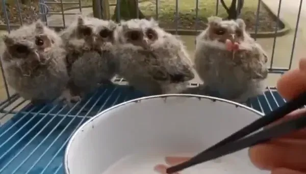 影/清抽油煙機驚見4隻「貓頭鷹臉」雛鳥　專家一看：國家級保護動物