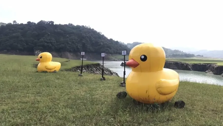 限時超Q打卡點！2米高黃色小鴨徜徉石門水庫　夢幻草原添童趣